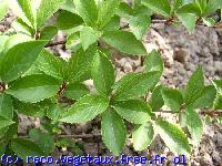 Forsythia viridissima 'Kumson'