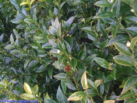 Sarcococca confusa 