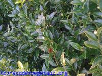 Sarcococca confusa 