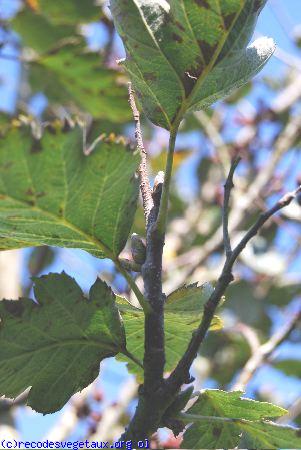 Sorbus intermedia 