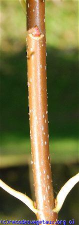 Acer saccharinum 'Weirii'