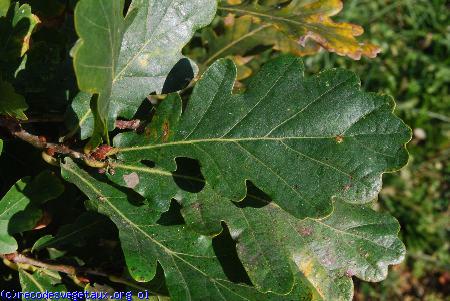 Quercus robur 