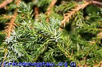 Juniperus squamata 'Blue carpet'