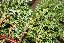 Juniperus squamata 'Blue carpet'