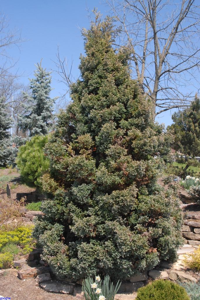 Chamaecyparis pisifera 'Boulevard'