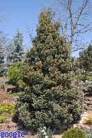 Chamaecyparis pisifera 'Boulevard'