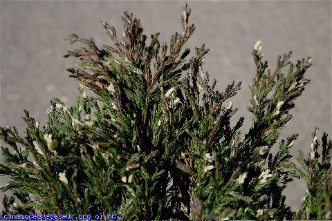 Juniperus horizontalis 'Compressa variegata'