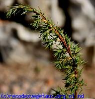 Juniperus communis 'Depressa aurea'