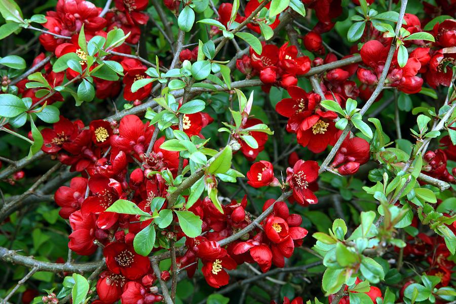 Chaenomeles x superba 