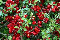 Chaenomeles x superba 