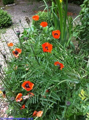 Papaver orientalis 