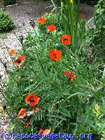 Papaver orientalis 