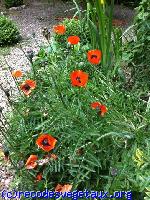 Papaver orientalis 