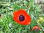 Papaver orientalis 