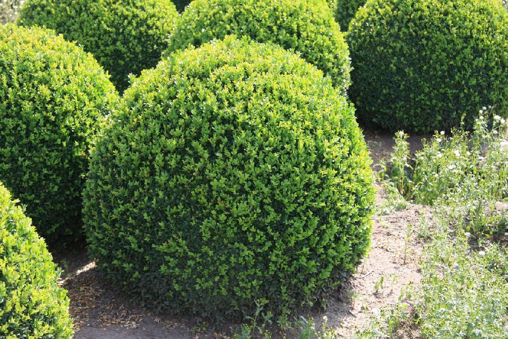 Buxus sempervirens 'Rotundifolia'