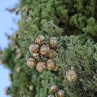 Cupressus sempervirens 
