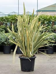 Phormium tenax 'Variegata'