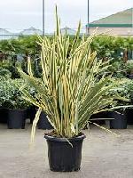 Phormium tenax 'Variegata'