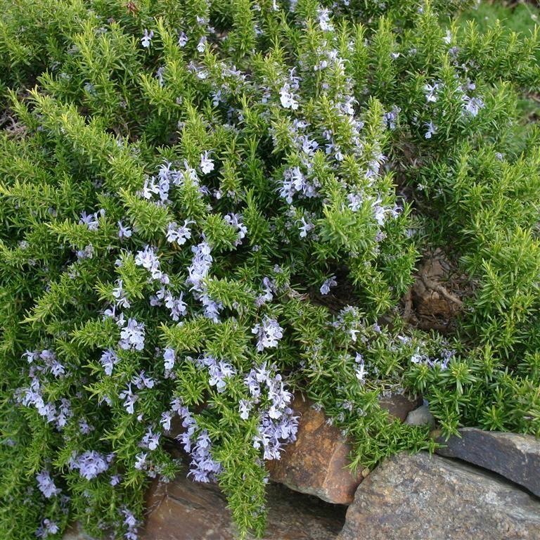 Rosmarinus officinalis 'Prostratus'