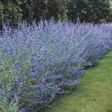 Caryopteris x clandonensis 'Heavenly blue'