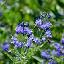 Caryopteris x clandonensis 'Heavenly blue'