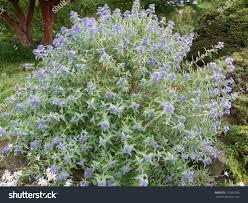 Caryopteris x clandonensis 'Kew blue'