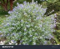 Caryopteris x clandonensis 'Kew blue'