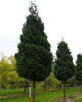 Thuja plicata 'Atrovirens'