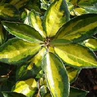 Elaeagnus x ebbingei 'Limelight'